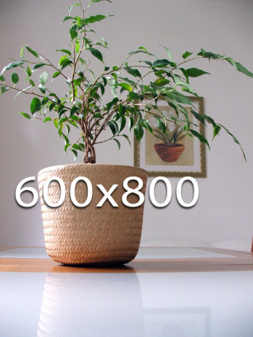 600x800